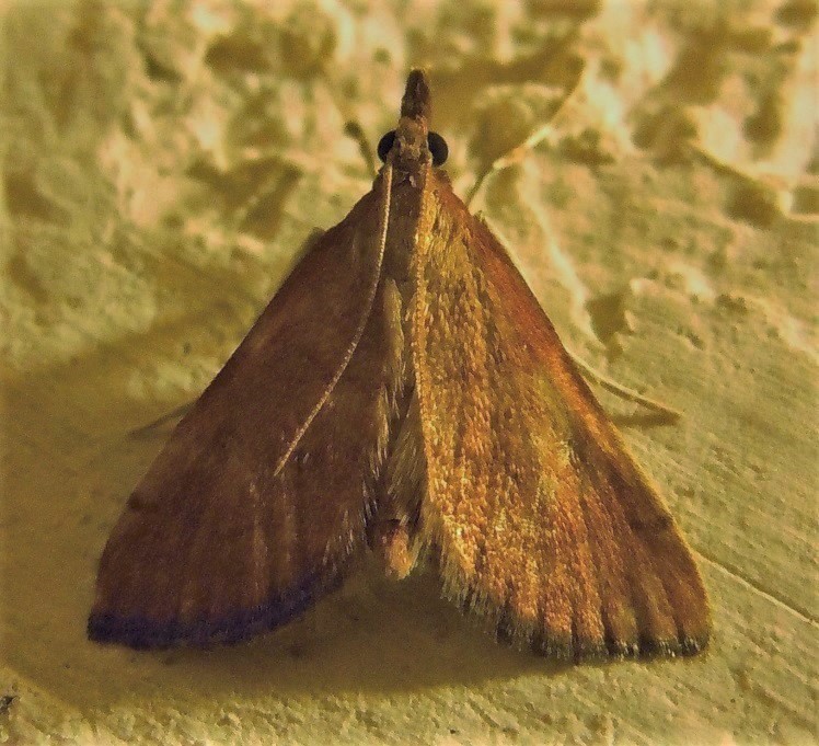 Tutte Anania testacealis? Metasia sp., Crambidae